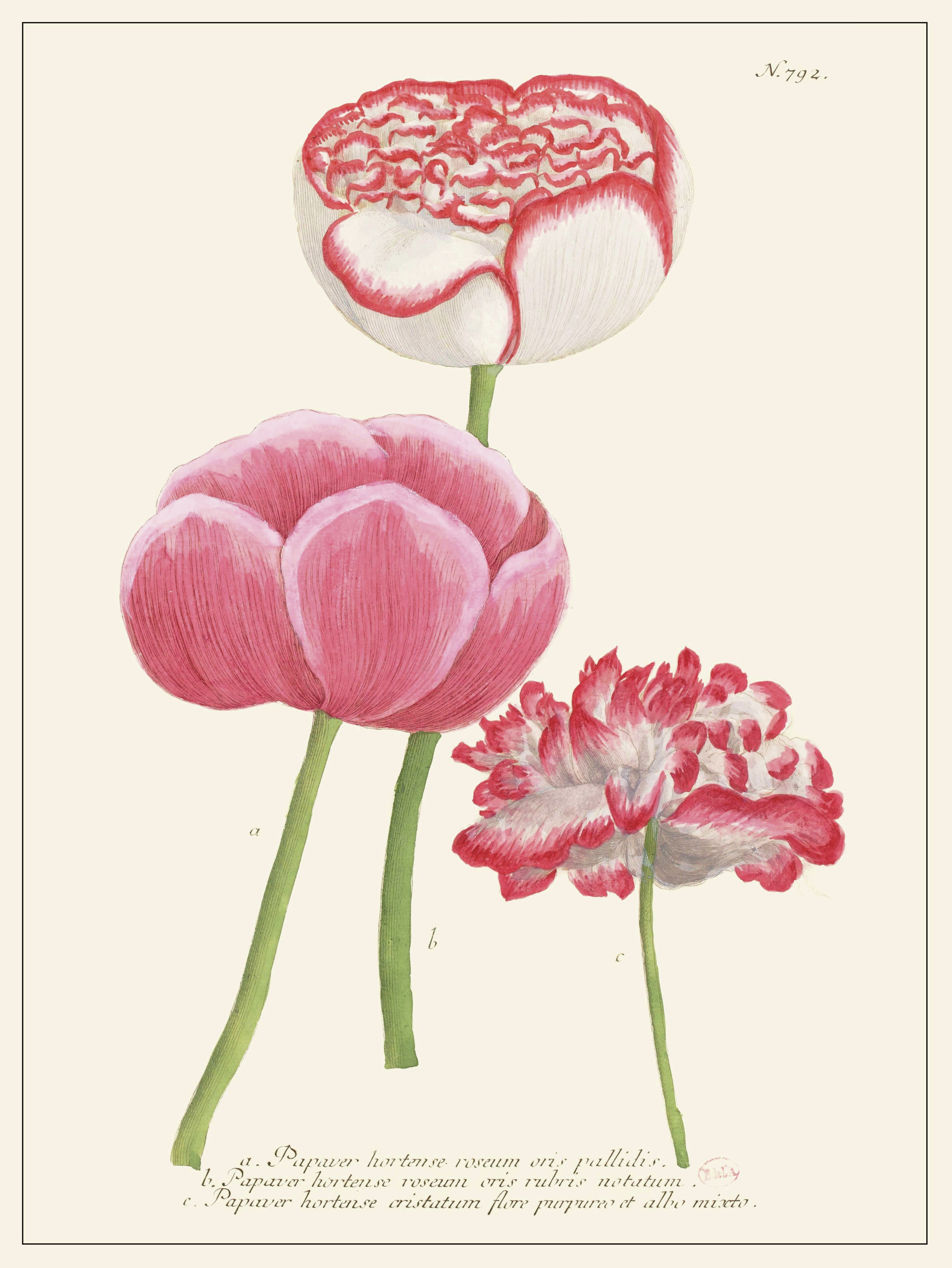 Planche Fleur Papaver hortense
