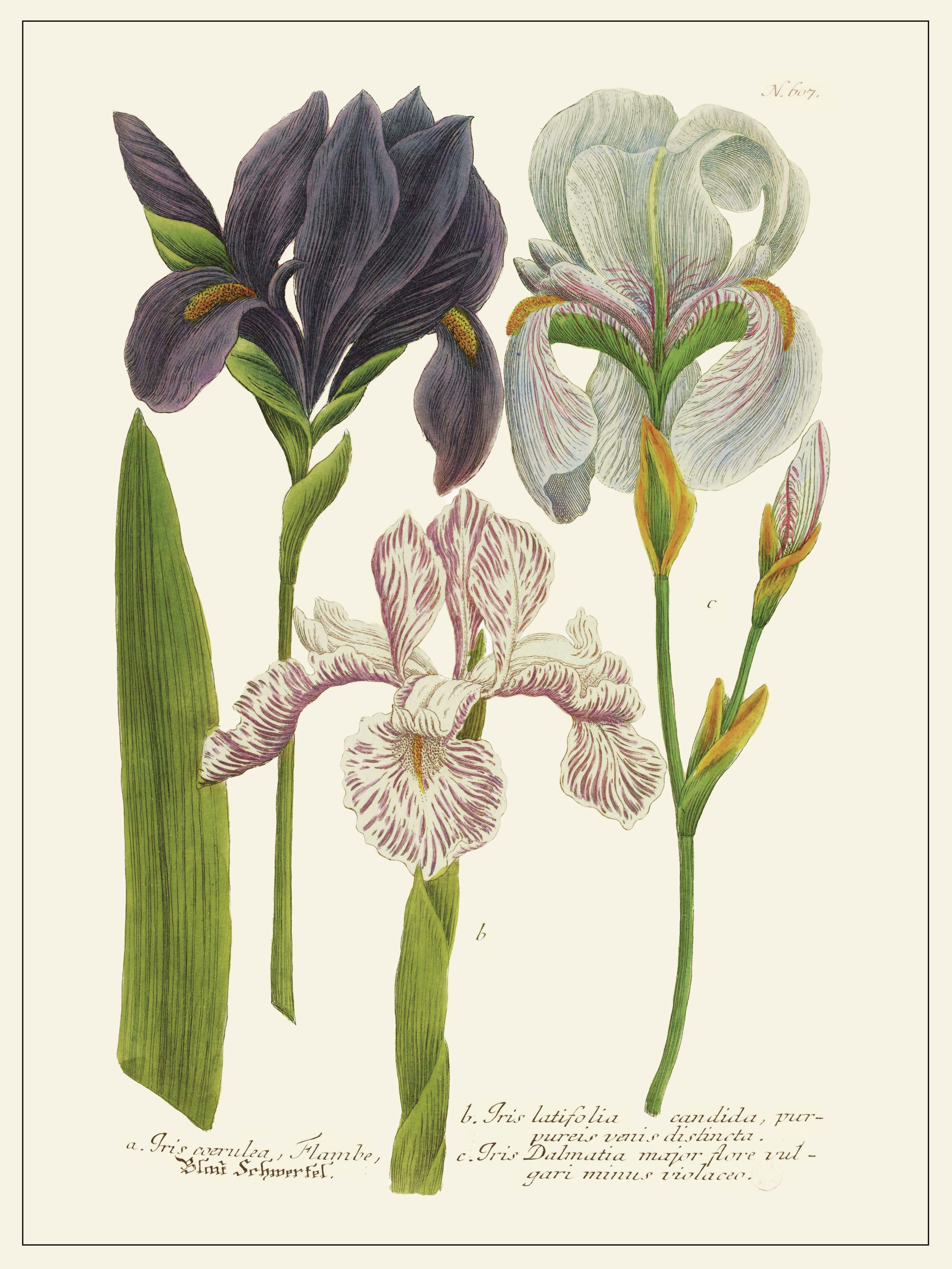 Planche Fleur Iris