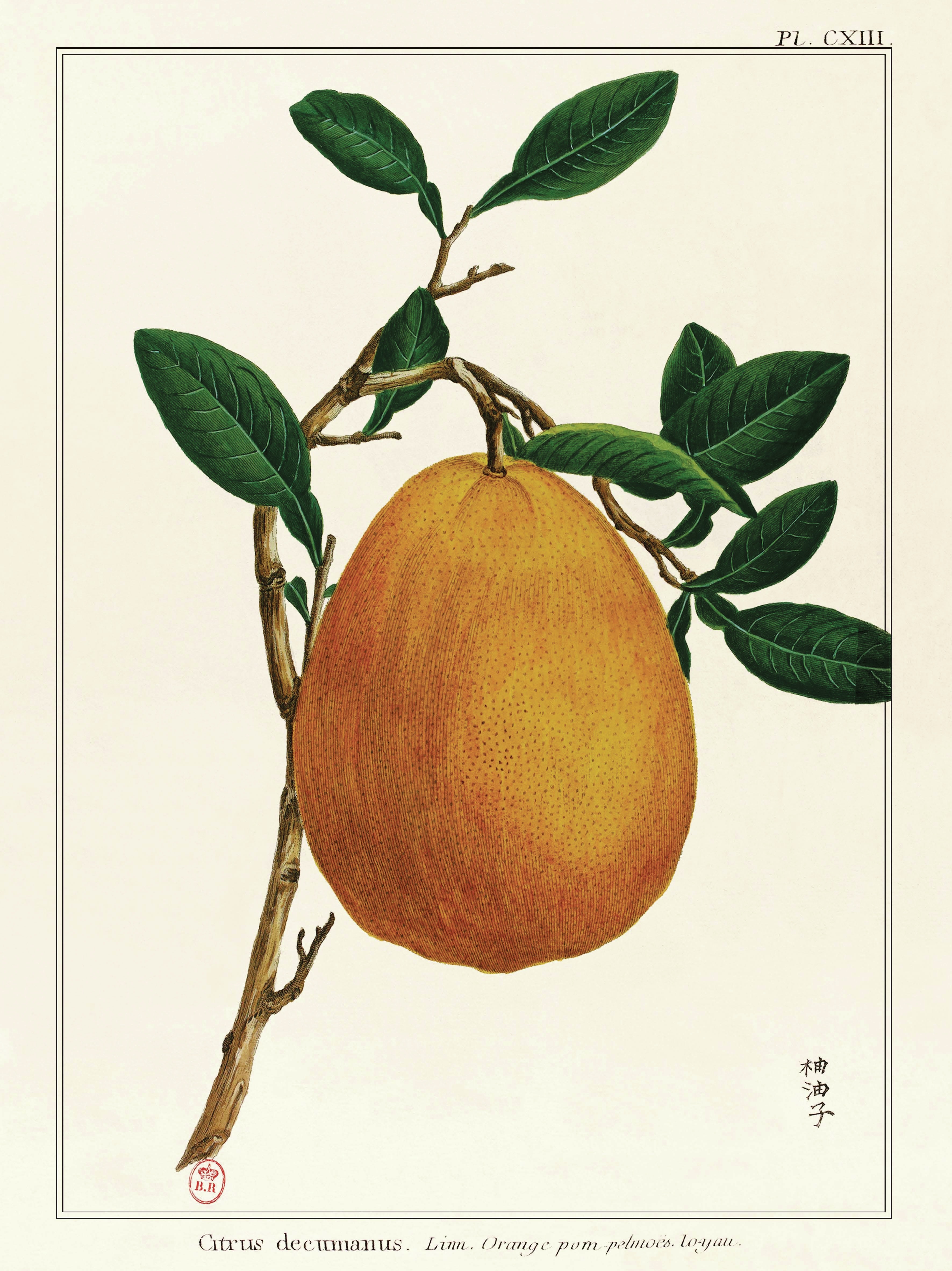 Planche Fruit Pomelo