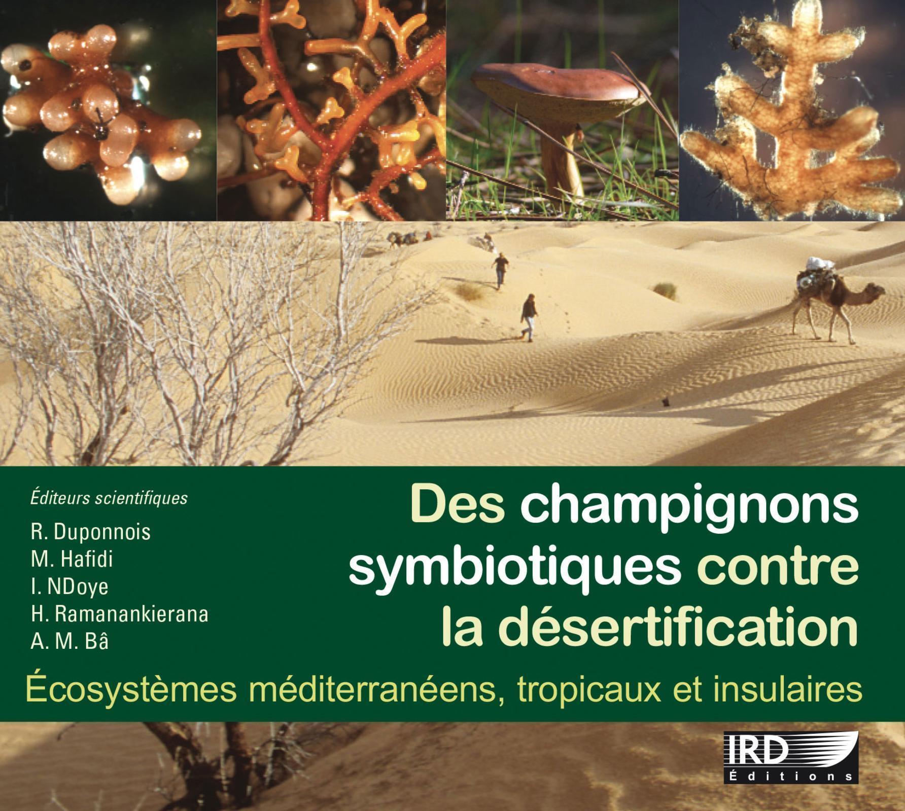 Des champignons symbiotiques contre la désertification