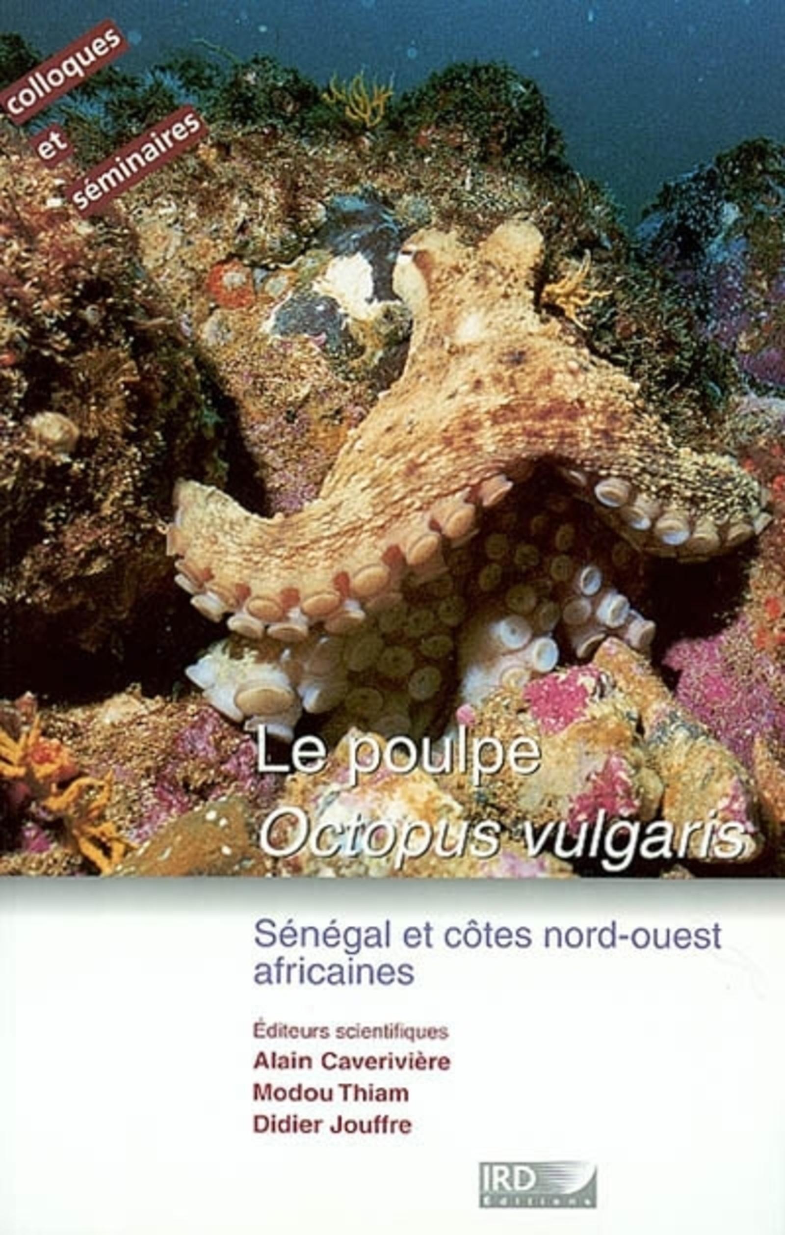 Le poulpe. Ooctopus vulgaris.