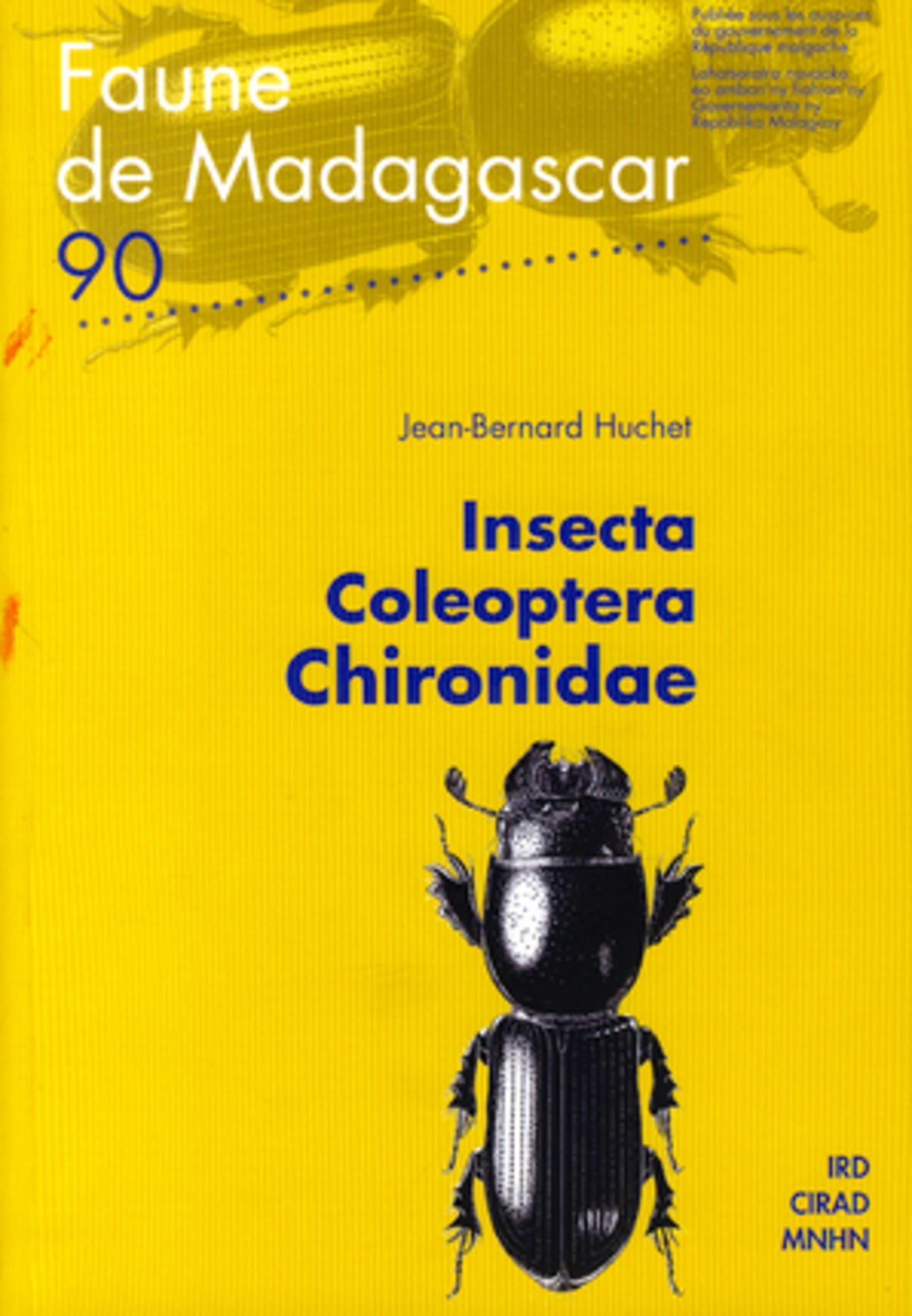 Insecta Coleoptera Chironidae n° 90