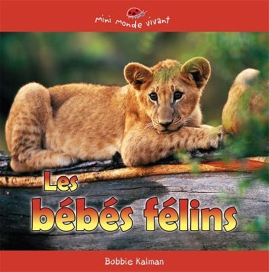LES BEBES FELINS