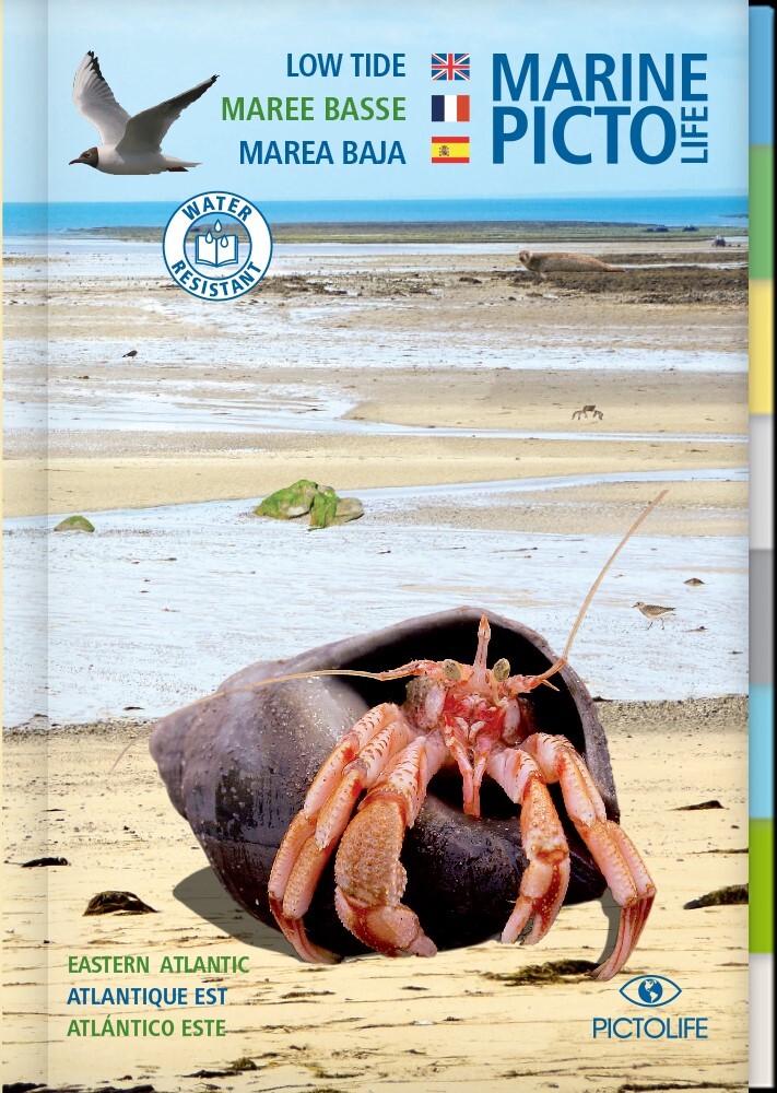 Pictolife Marée basse - Atlantique est