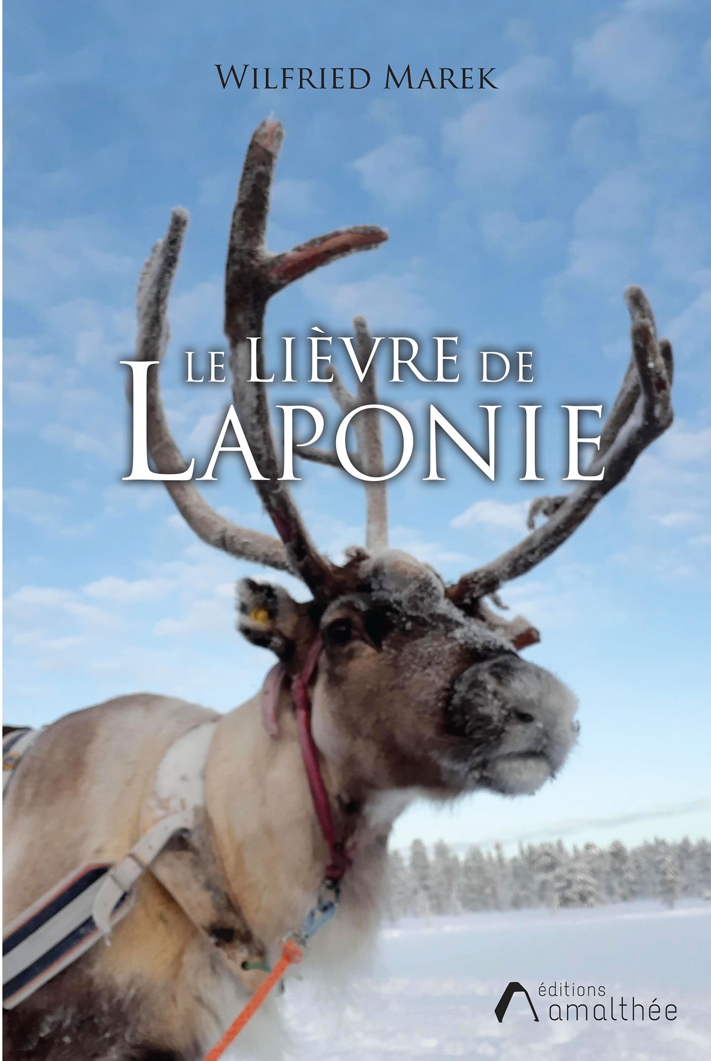 Le lièvre de Laponie