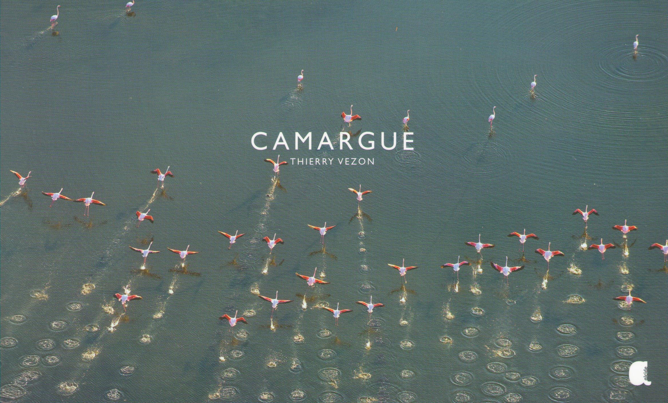 CAMARGUE - FOCUS - PHOTOS DE THIERRY VEZON