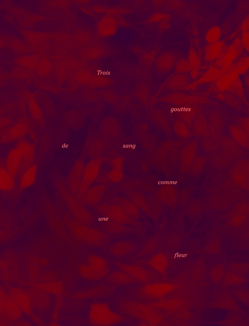 Trois gouttes de sang comme une fleur