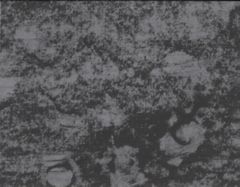 The Possible /anglais