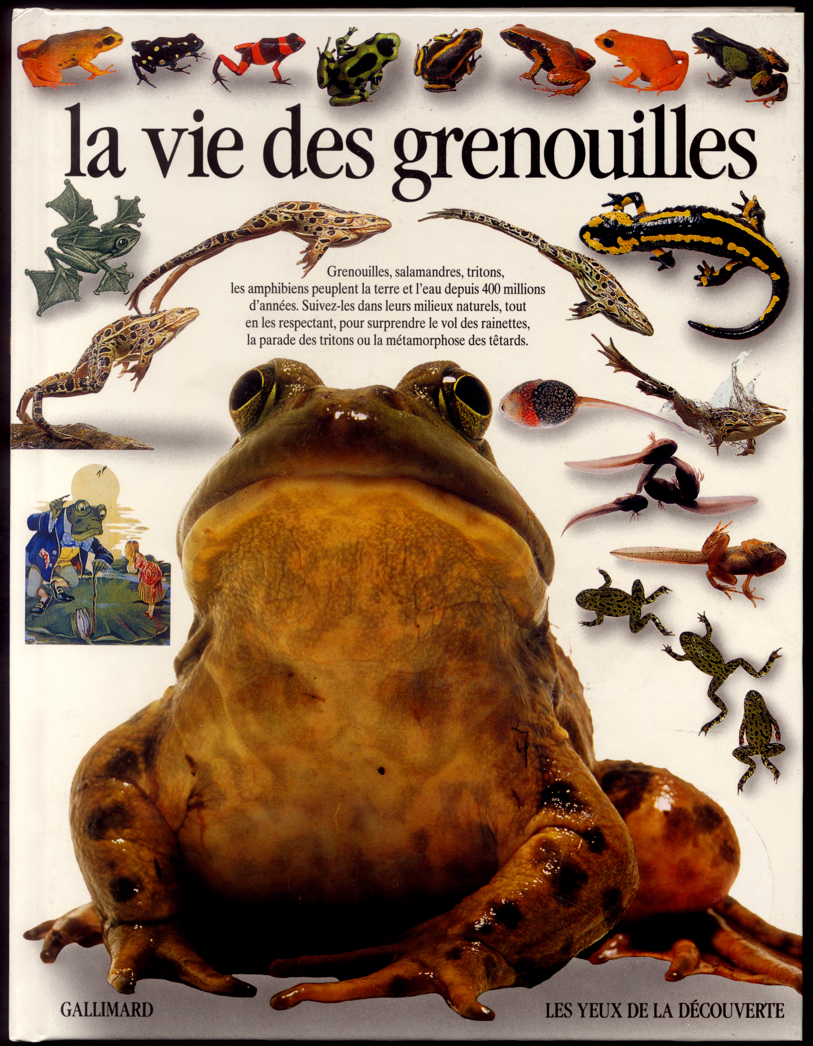 LA VIE DES GRENOUILLES