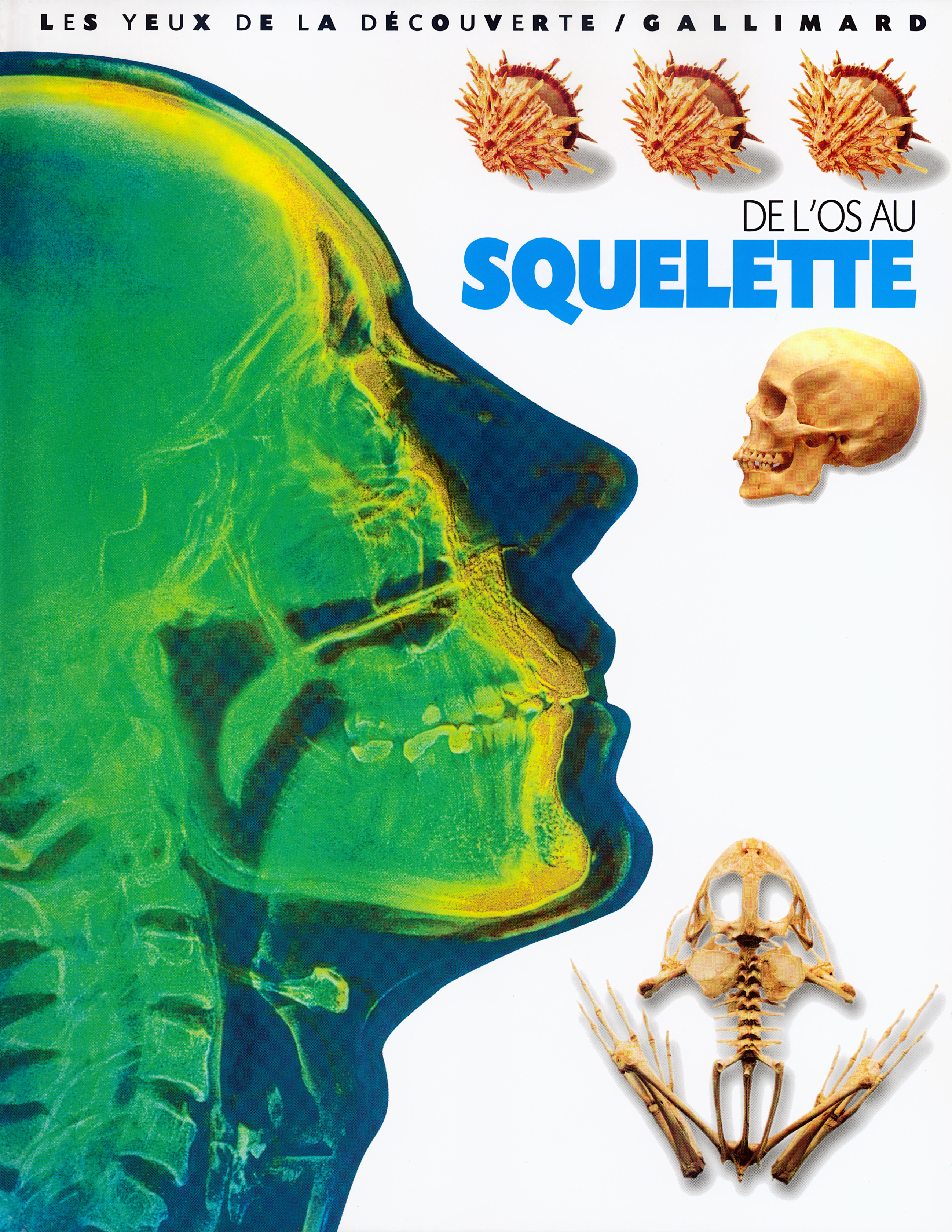 DE L'OS AU SQUELETTE