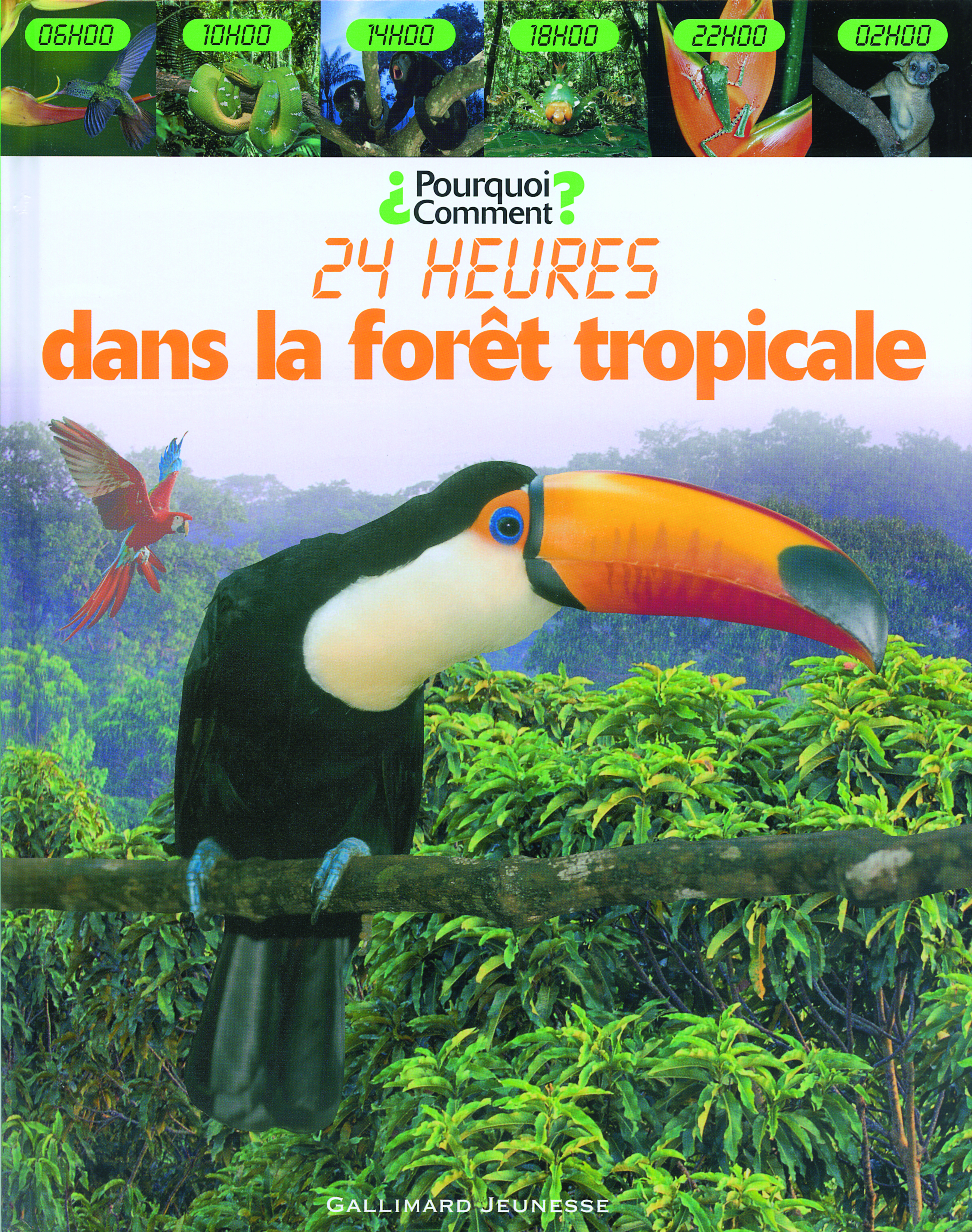 Dans la forêt tropicale