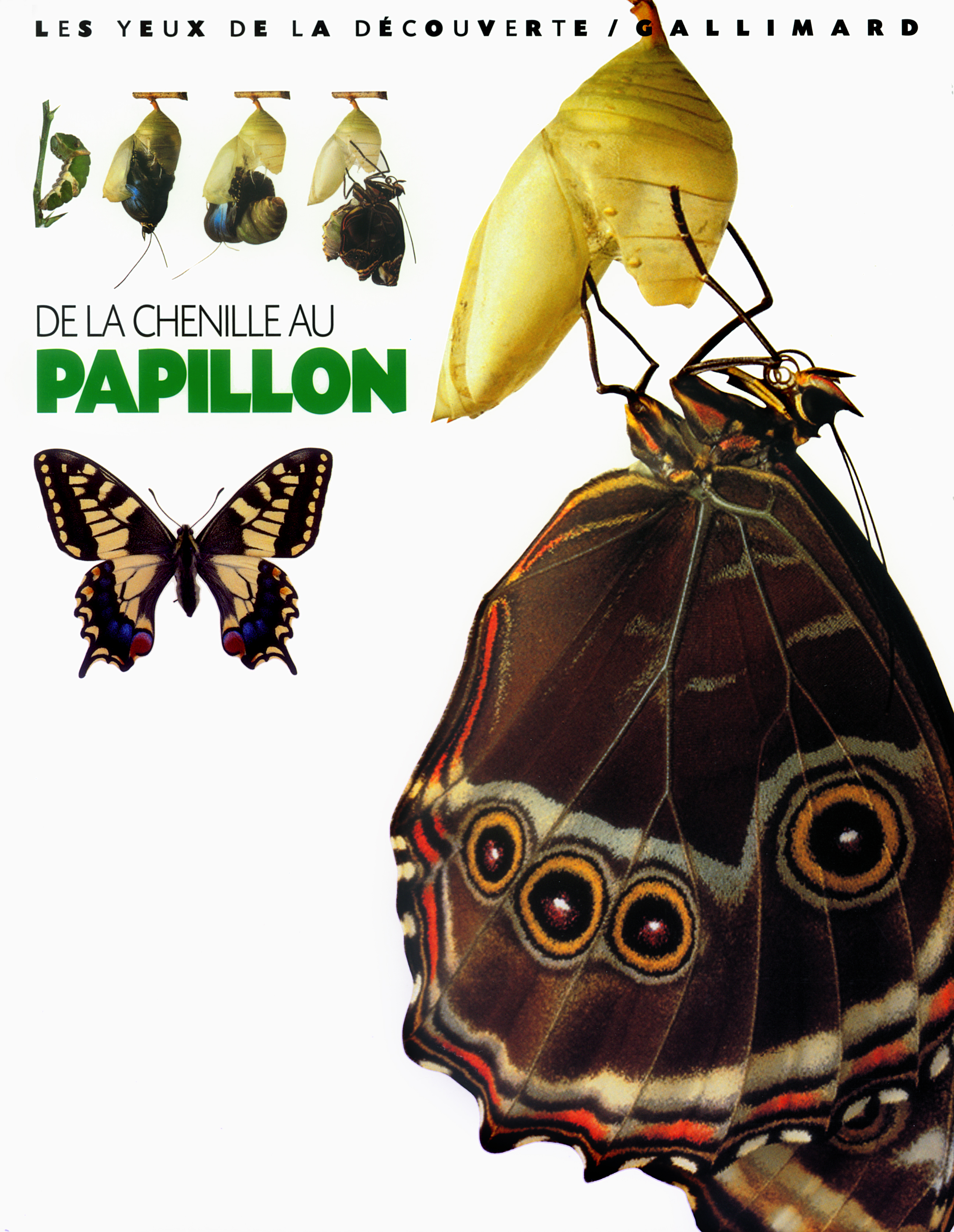 DE LA CHENILLE AU PAPILLON