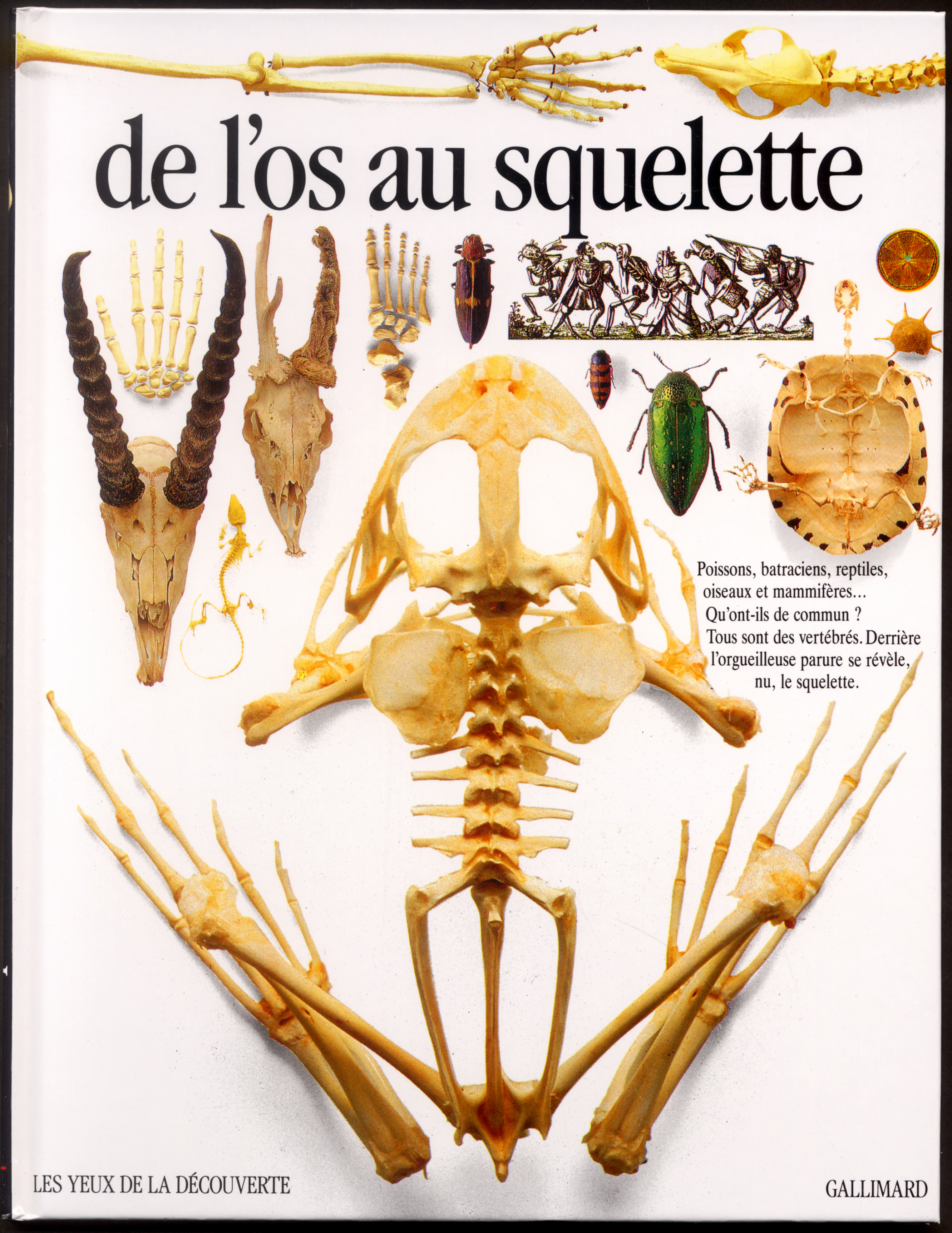 De l'os au squelette