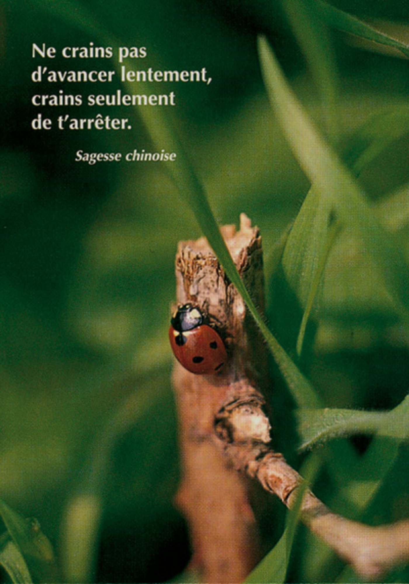 PACK SAISONS CP293 10EX