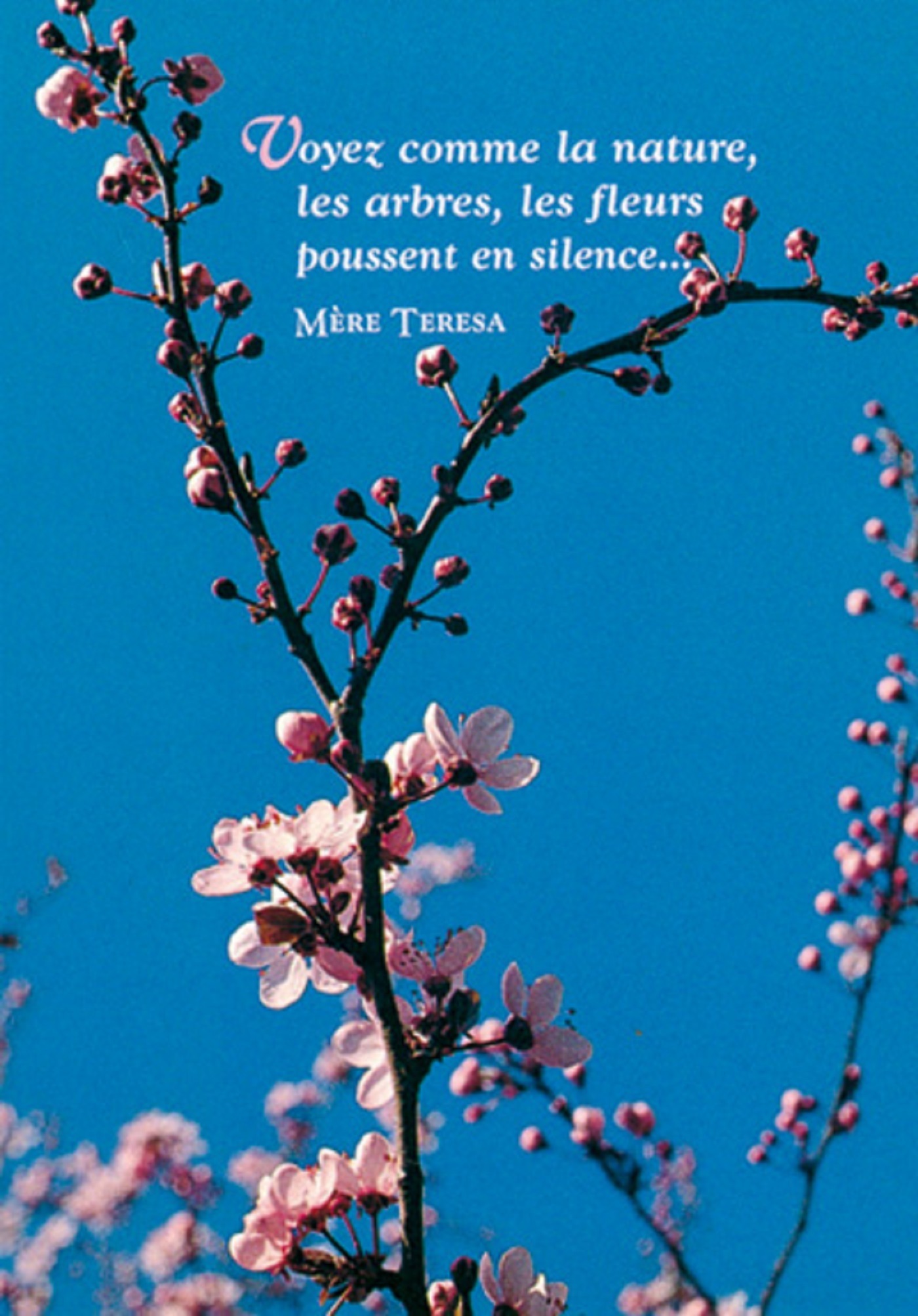 PACK SAISONS CP426 10EX