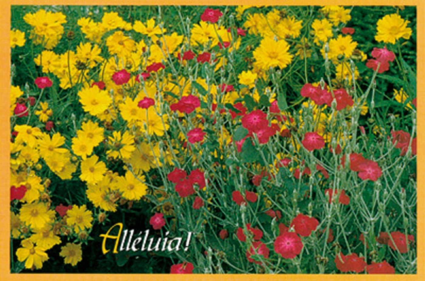 PACK CARTES PAQUES PENTECOTE CJ41 10EX