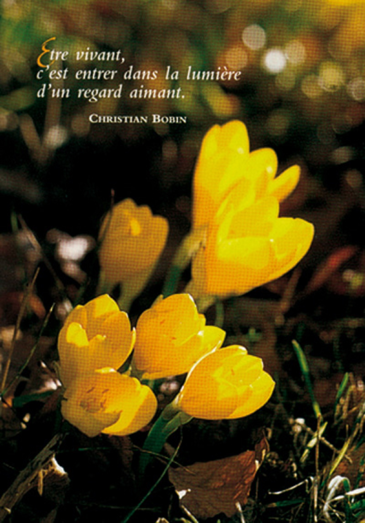 PACK SAISONS CP456 10EX