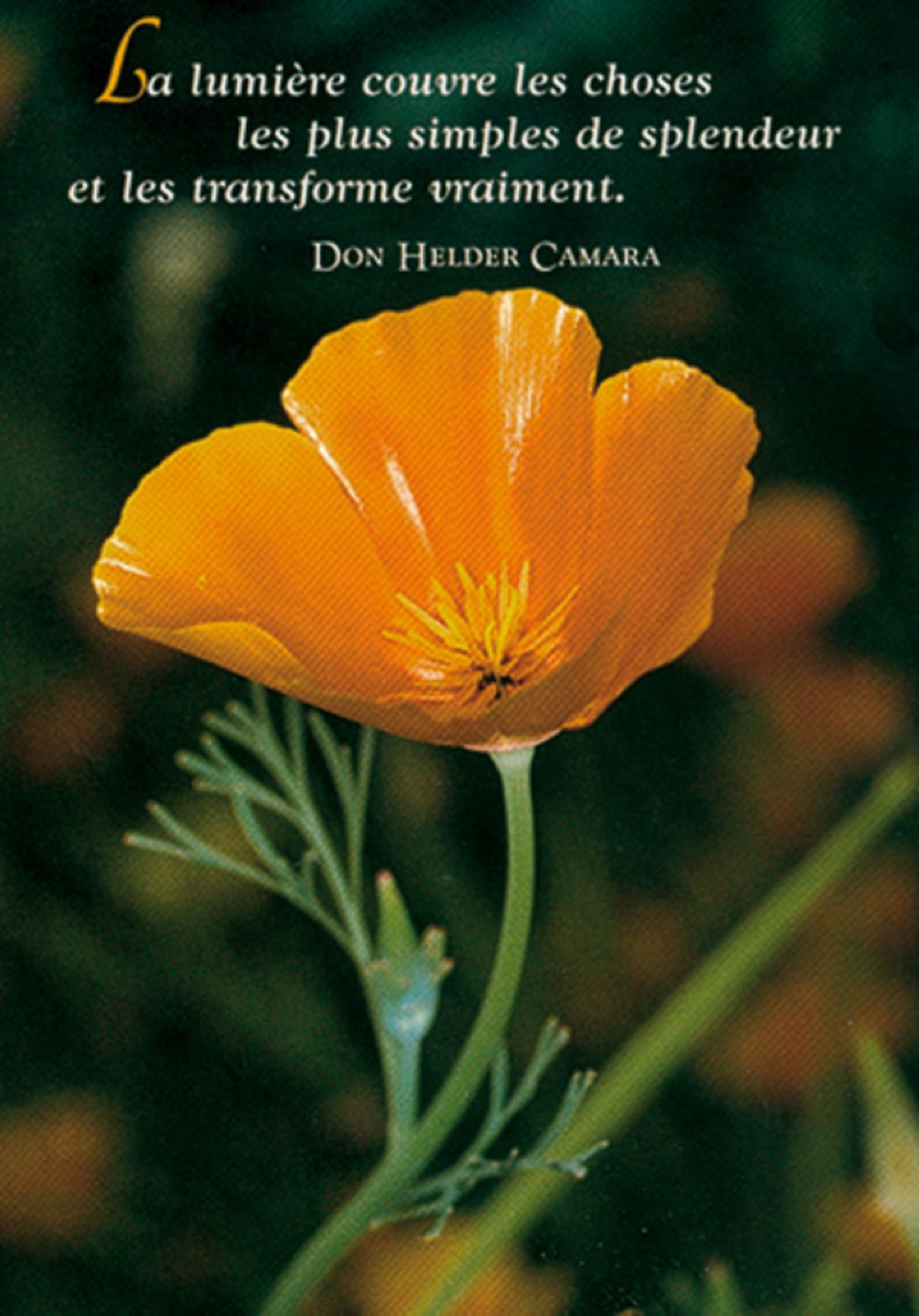 PACK SAISONS CP417 10EX