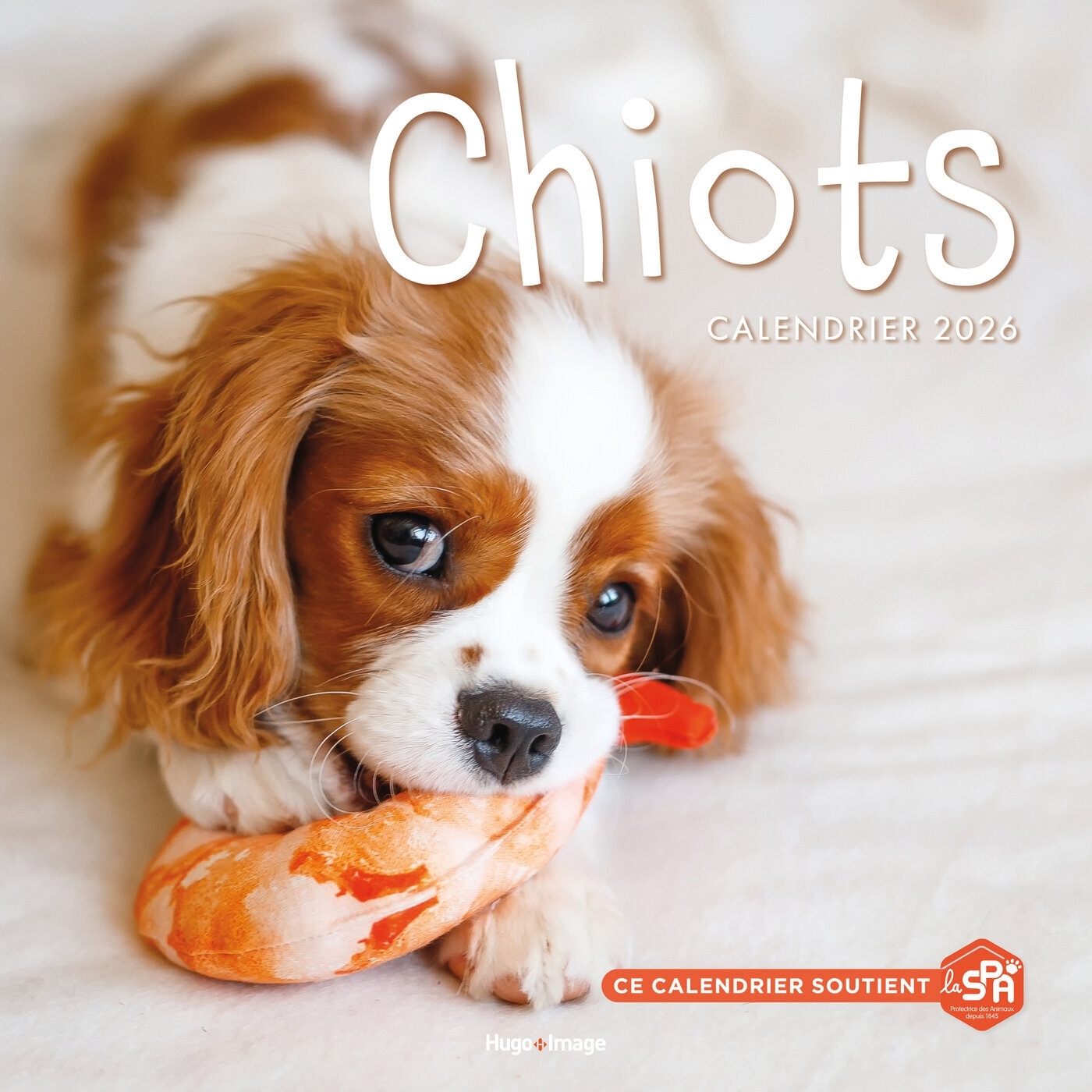 Calendrier mural Chiots 2026