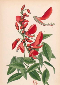 Carnet ligné Erythrine,  dessin 19e siècle