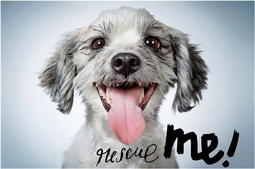 Richard Phibbs Rescue Me /anglais