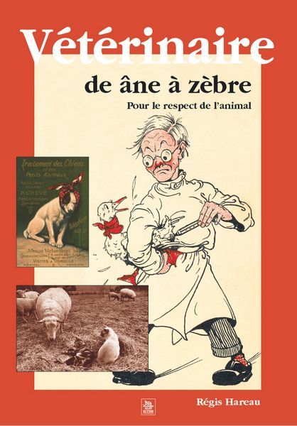 Vétérinaire de âne à zèbre