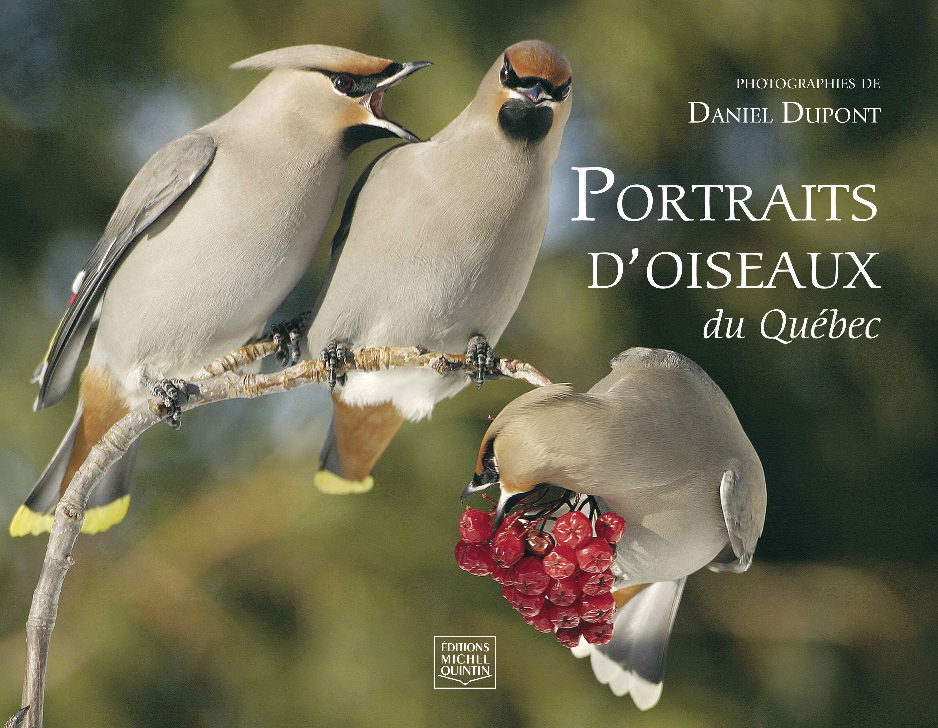 PORTRAITS D'OISEAUX DU QUEBEC
