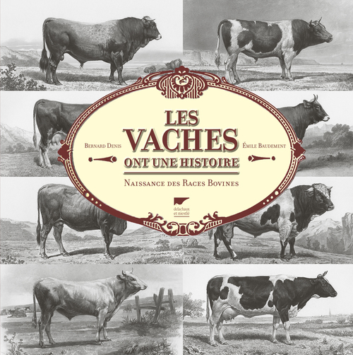 LES VACHES ONT UNE HISTOIRE NAISSANCE DES RACES BOVINES