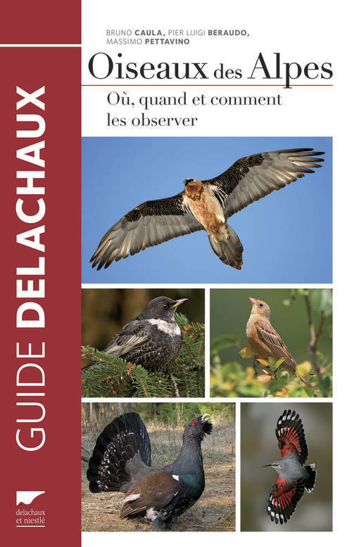 Oiseaux des Alpes