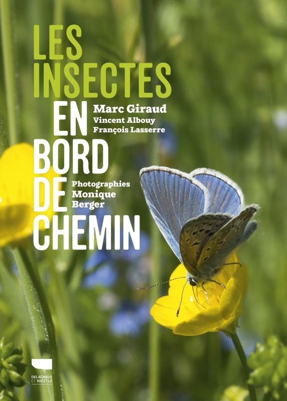 Les Insectes en bord de chemin