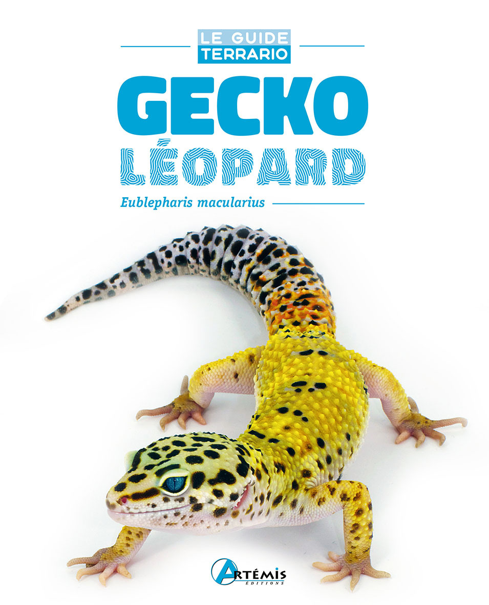 Gecko léopard
