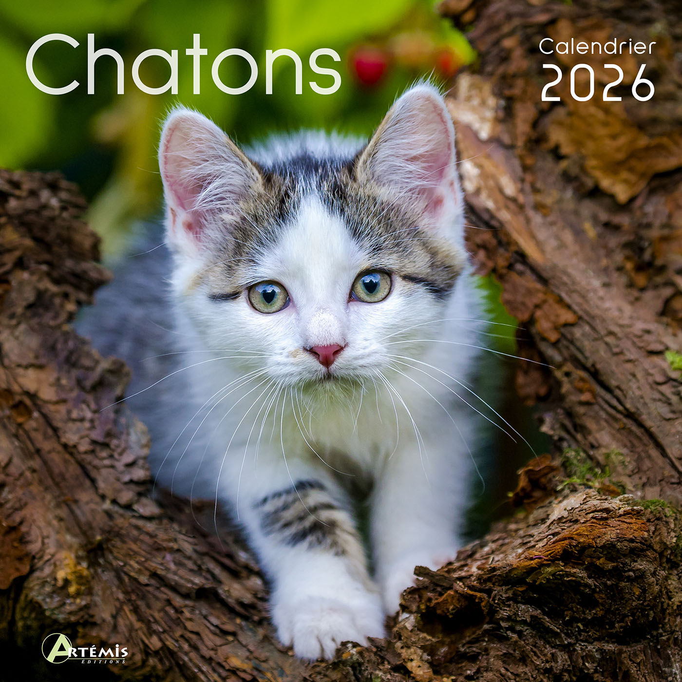 Calendrier chatons 2026