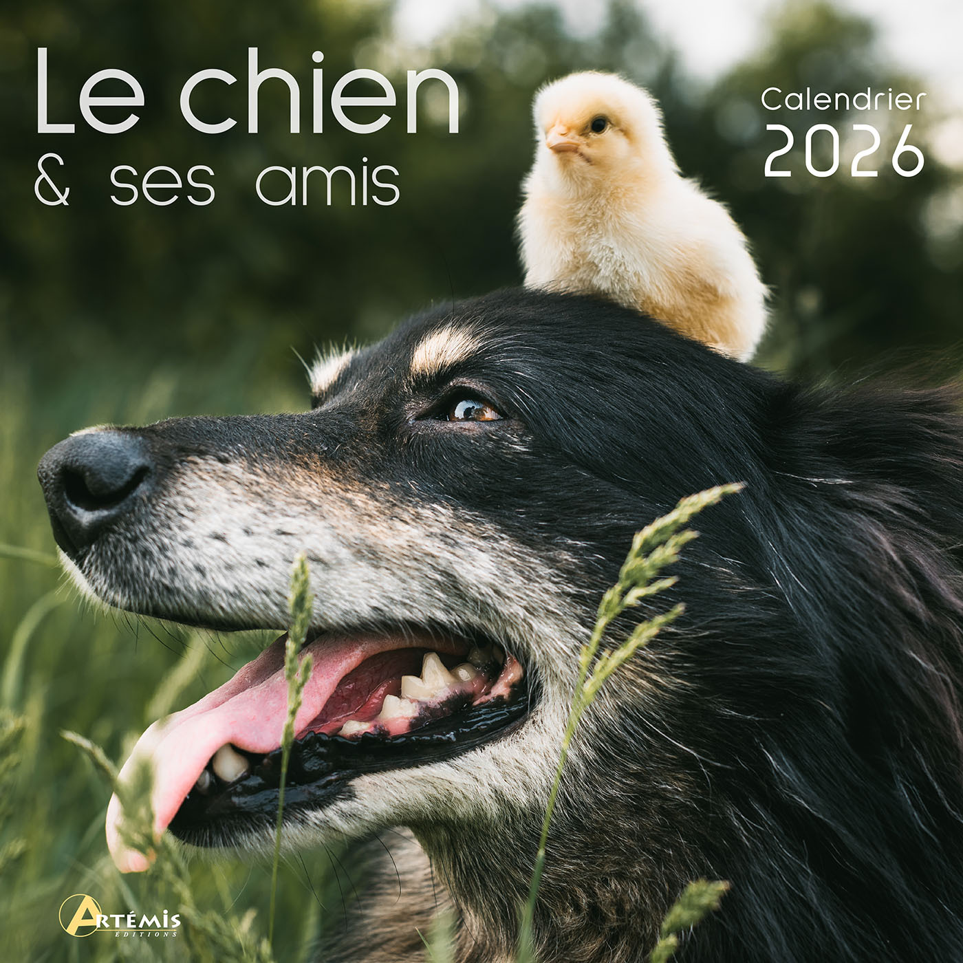Calendrier le chien et ses amis 2026