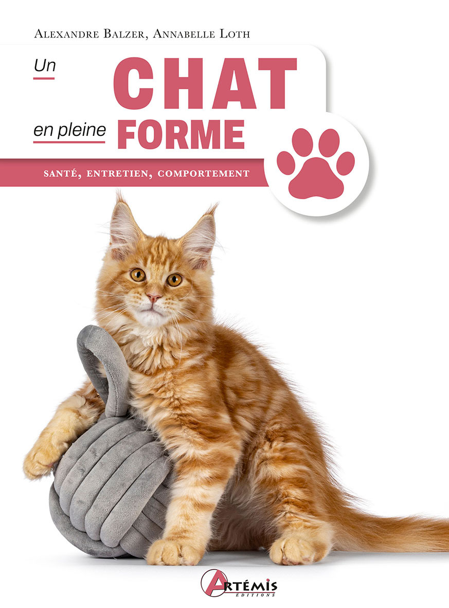 UN CHAT EN PLEINE FORME