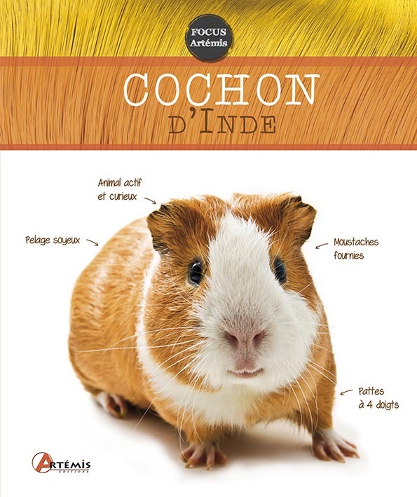 Le cochon d'Inde