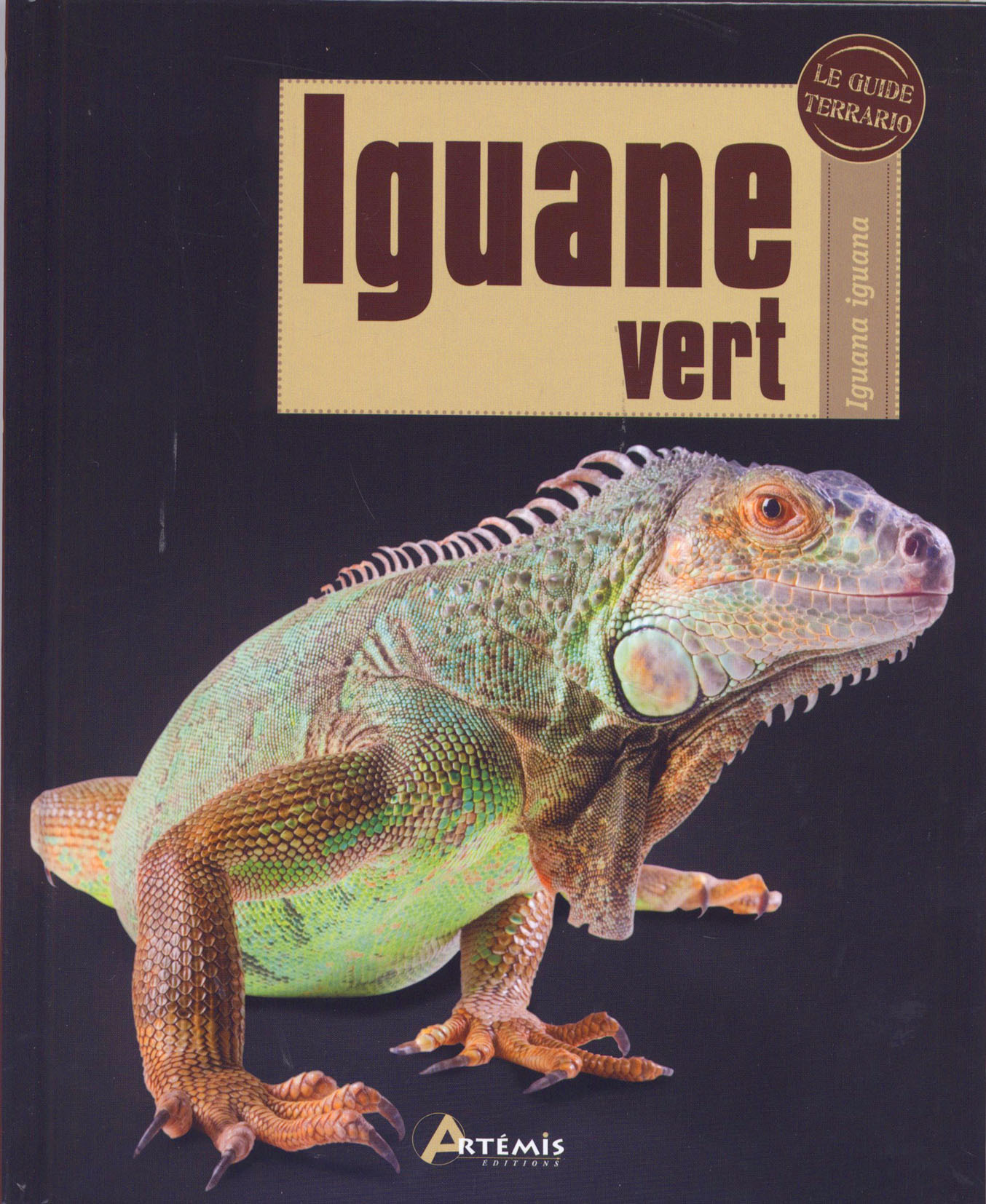 Iguane vert - Iguana iguana