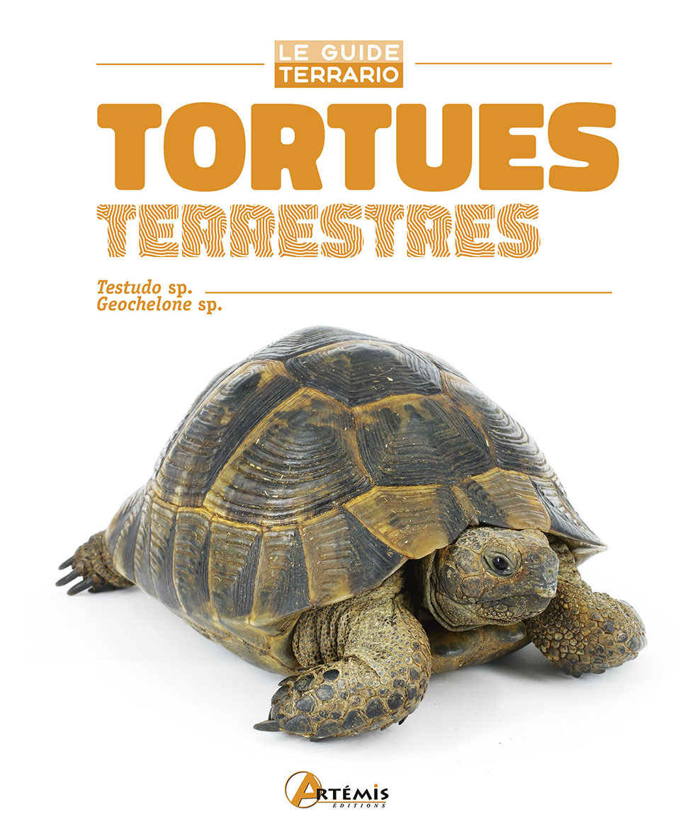 Tortues terrestres