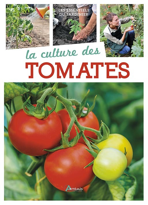 La culture des tomates