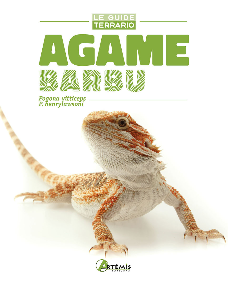 Agame barbu