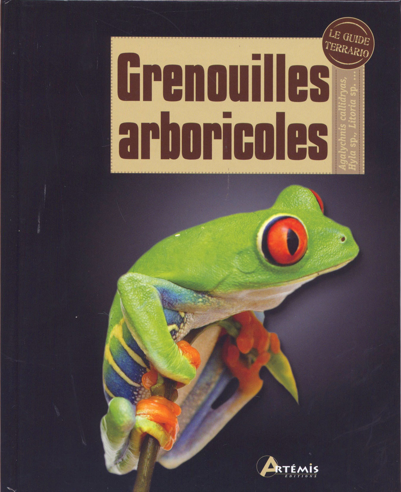 Grenouilles arboricoles - Agalychnis callidryas, Hyla sp., Litoria sp., etc.