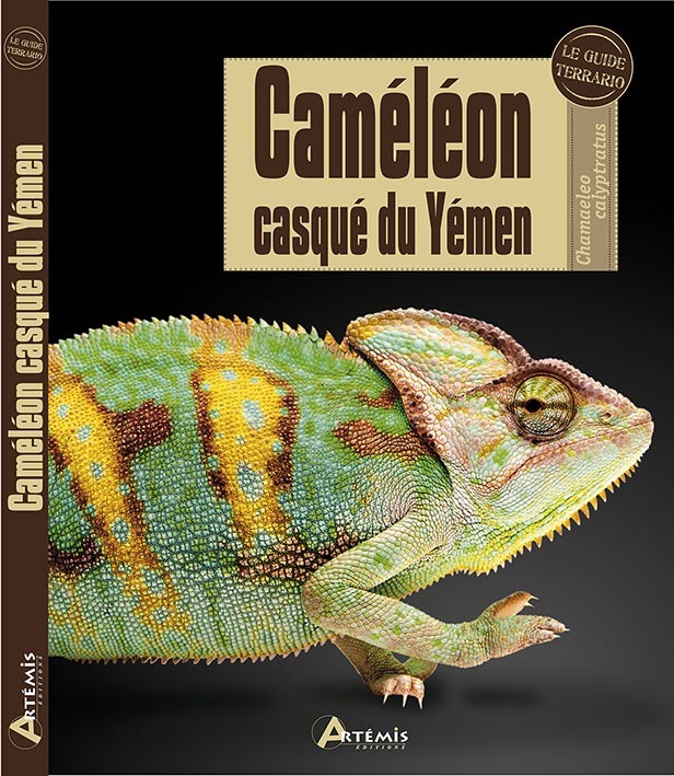 Caméléon casqué du Yémen