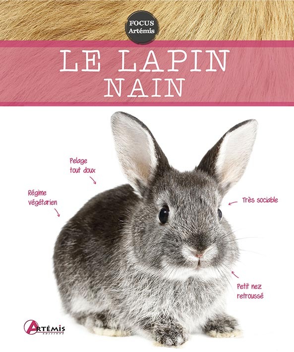 Lapin nain