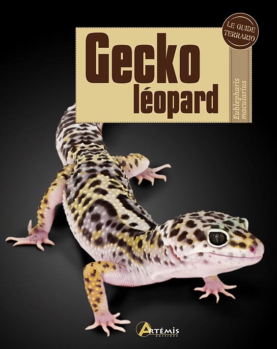 Gecko léopard - Eublepharis macularius