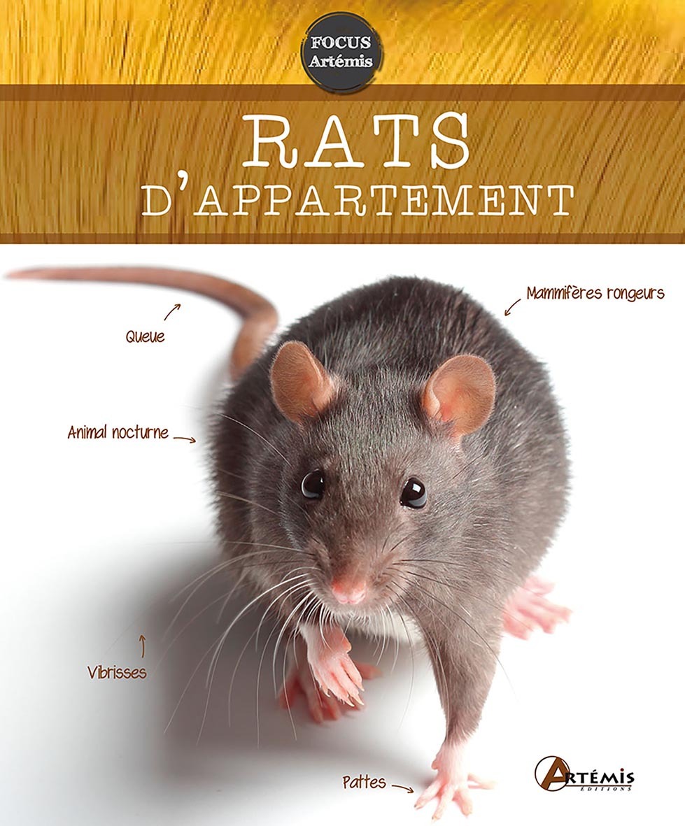 Les rats d'appartement
