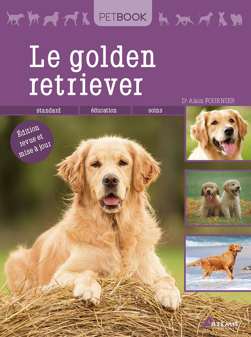 Golden retriever