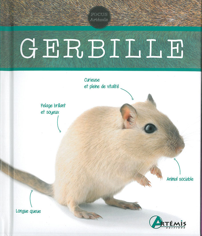Gerbille