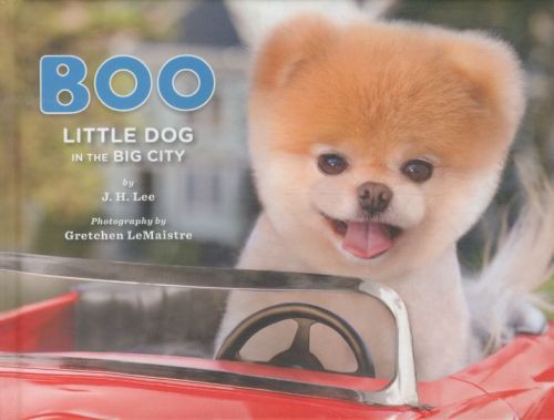 Boo: Little Dog in the Big City