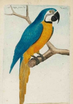 Carnet Blanc, Ara bleu, dessin 18e siècle