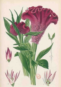 Carnet Blanc, Celosia Cristata,  dessin 19e siècle
