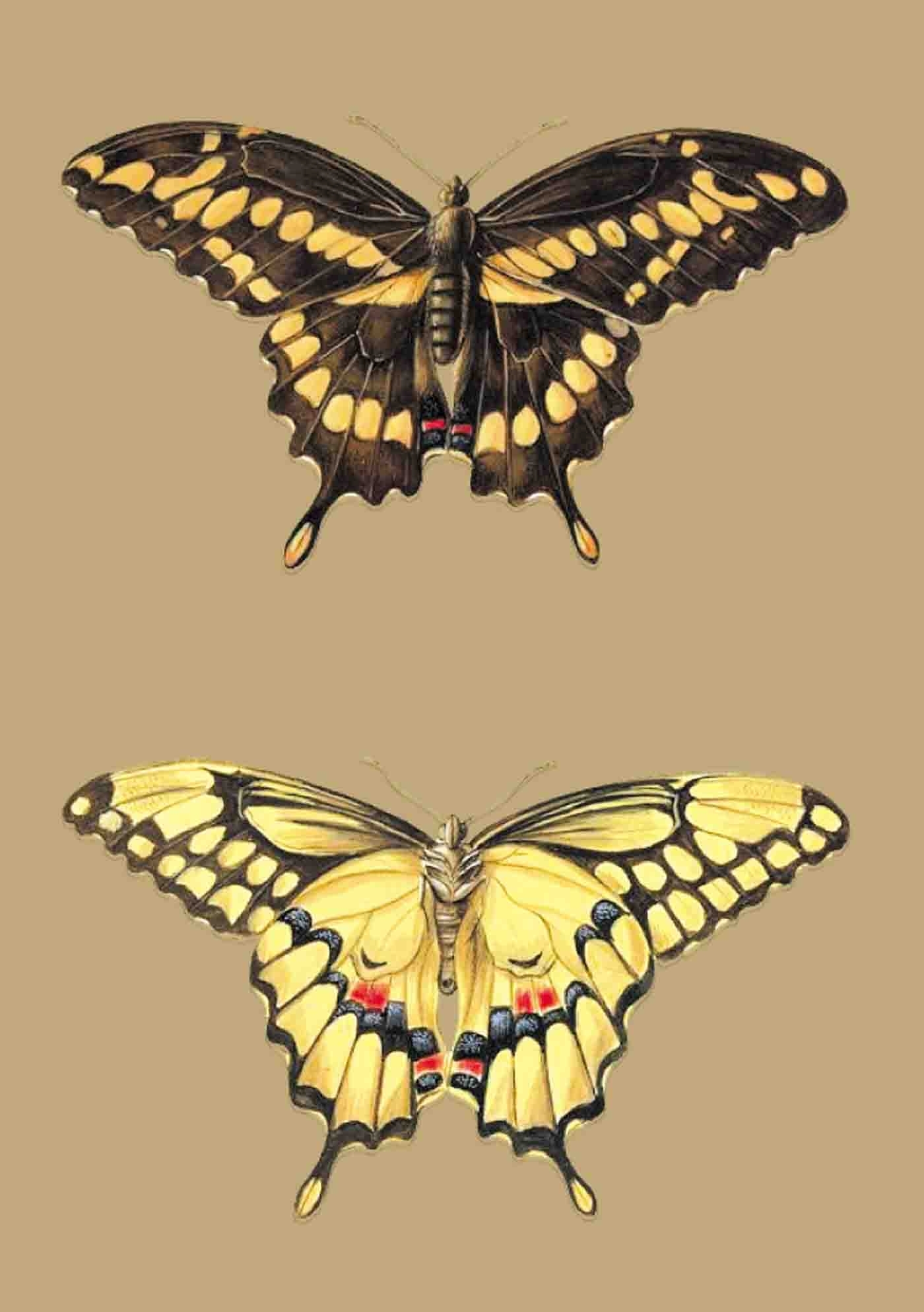 Carnet Blanc, Papillons Cresphontes